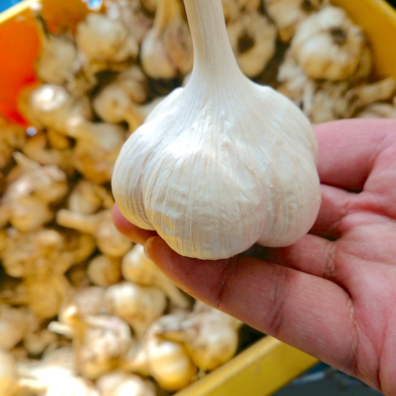 青森県田子町産】にんにく（バラ）1kg ｜ 野菜/にんにく 産直アウル