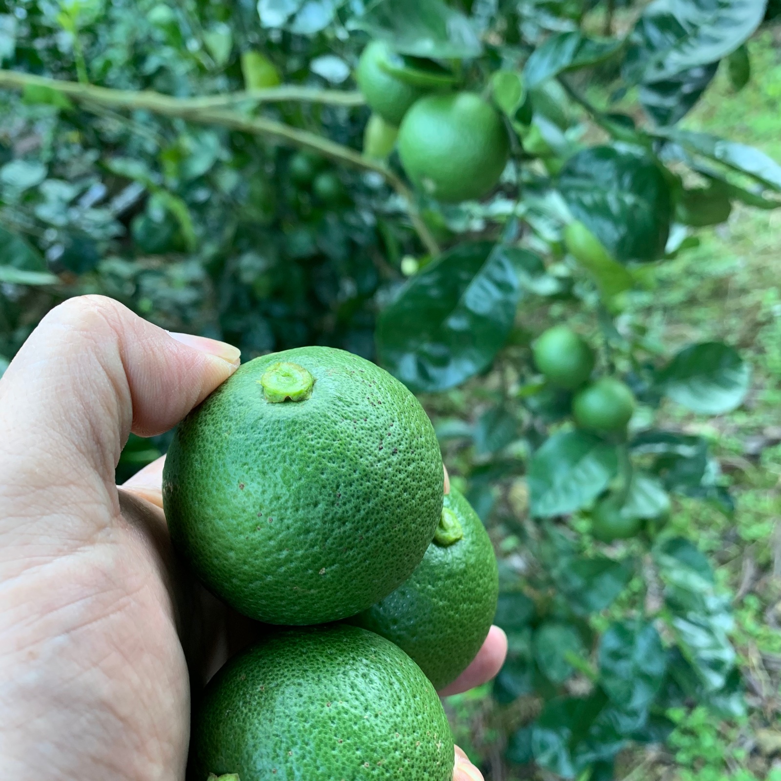 果汁が多い！？種なしかぼす5kg ｜ 果物/香酸柑橘(ライム・レモン等