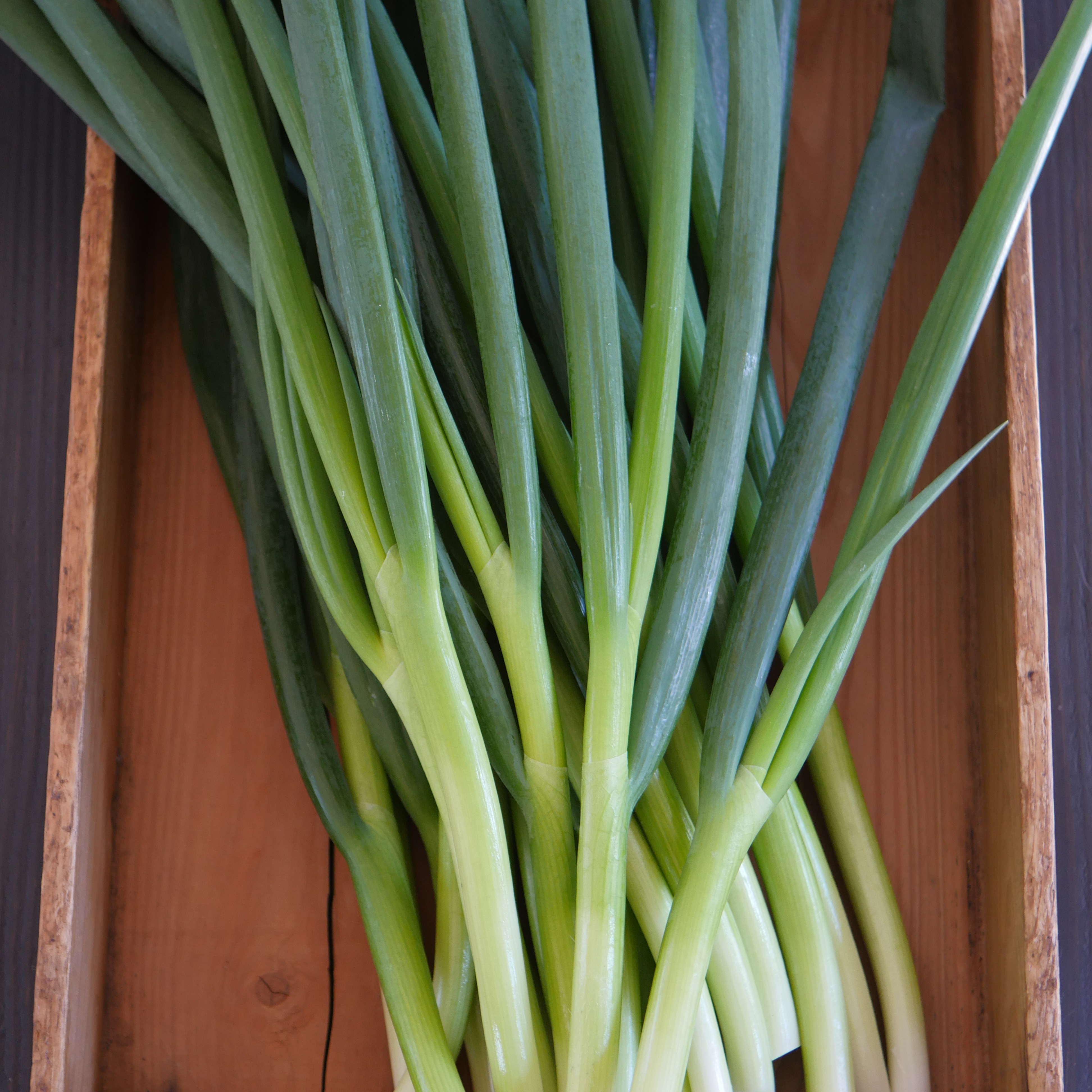 4kg【飲食店向け】ねっこ農園の青ネギ ｜ 野菜/ねぎ 産直アウル 農家