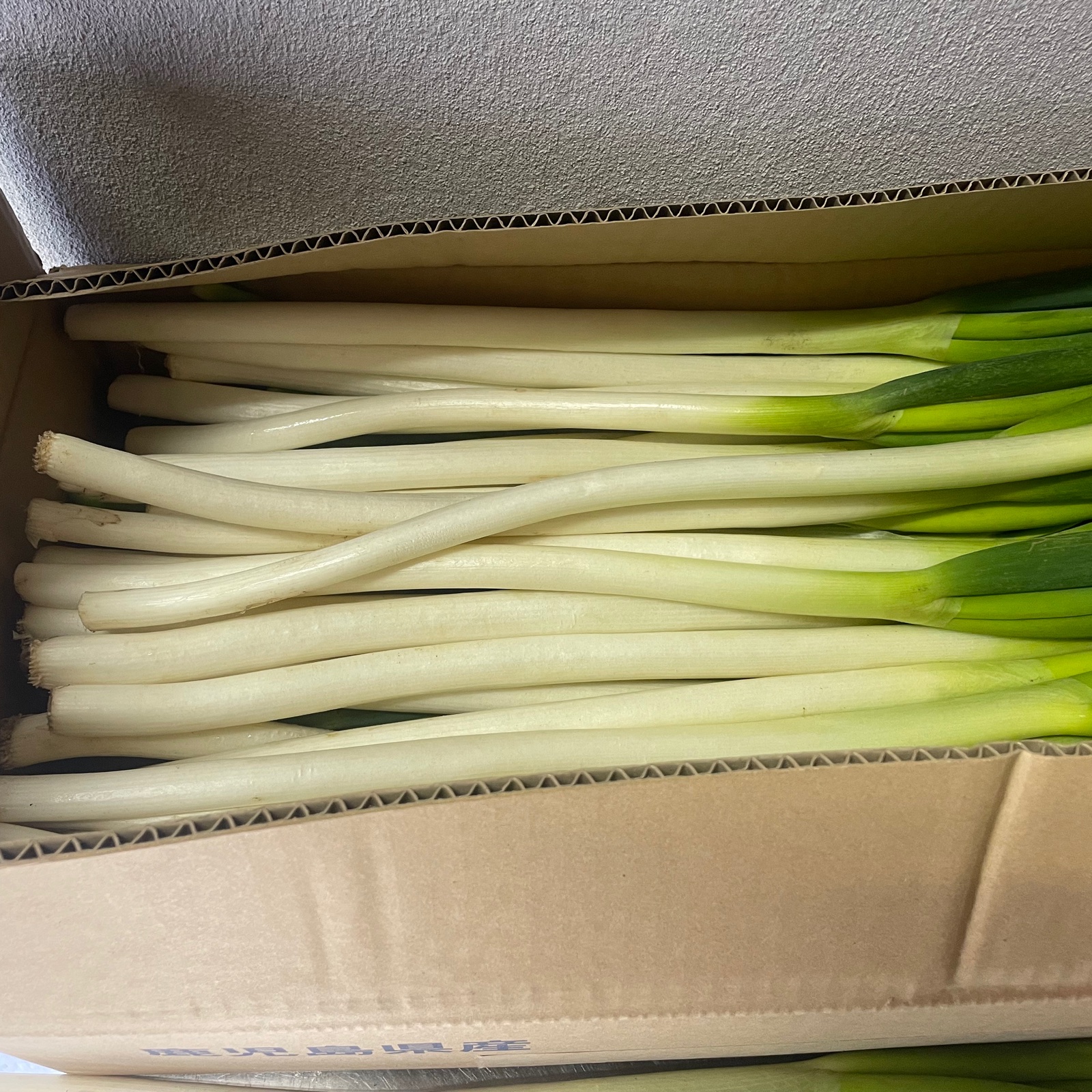 鹿児島県産 白ネギ | 野菜/ねぎ 産直アウル 農家から直接野菜などの