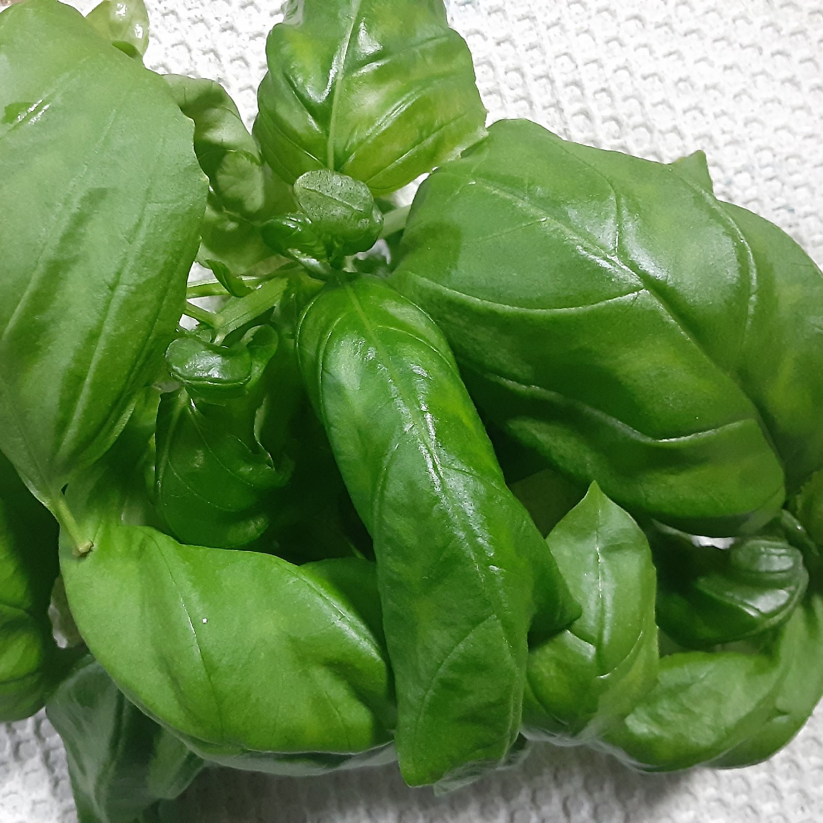 無農薬】フレッシュバジル 300g ｜ 野菜/ハーブ 産直アウル 農家・漁師