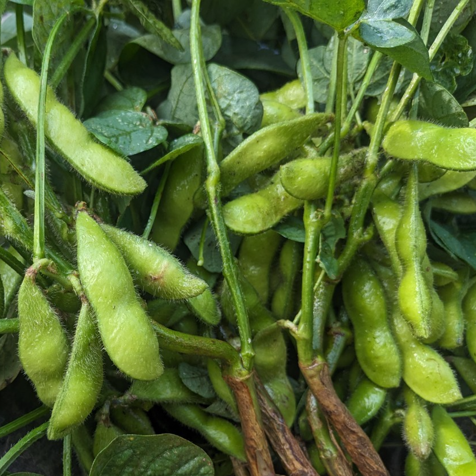 日本最高峰】最高糖度40度オーバー超希少な『千年えだまめ』大切な人へ