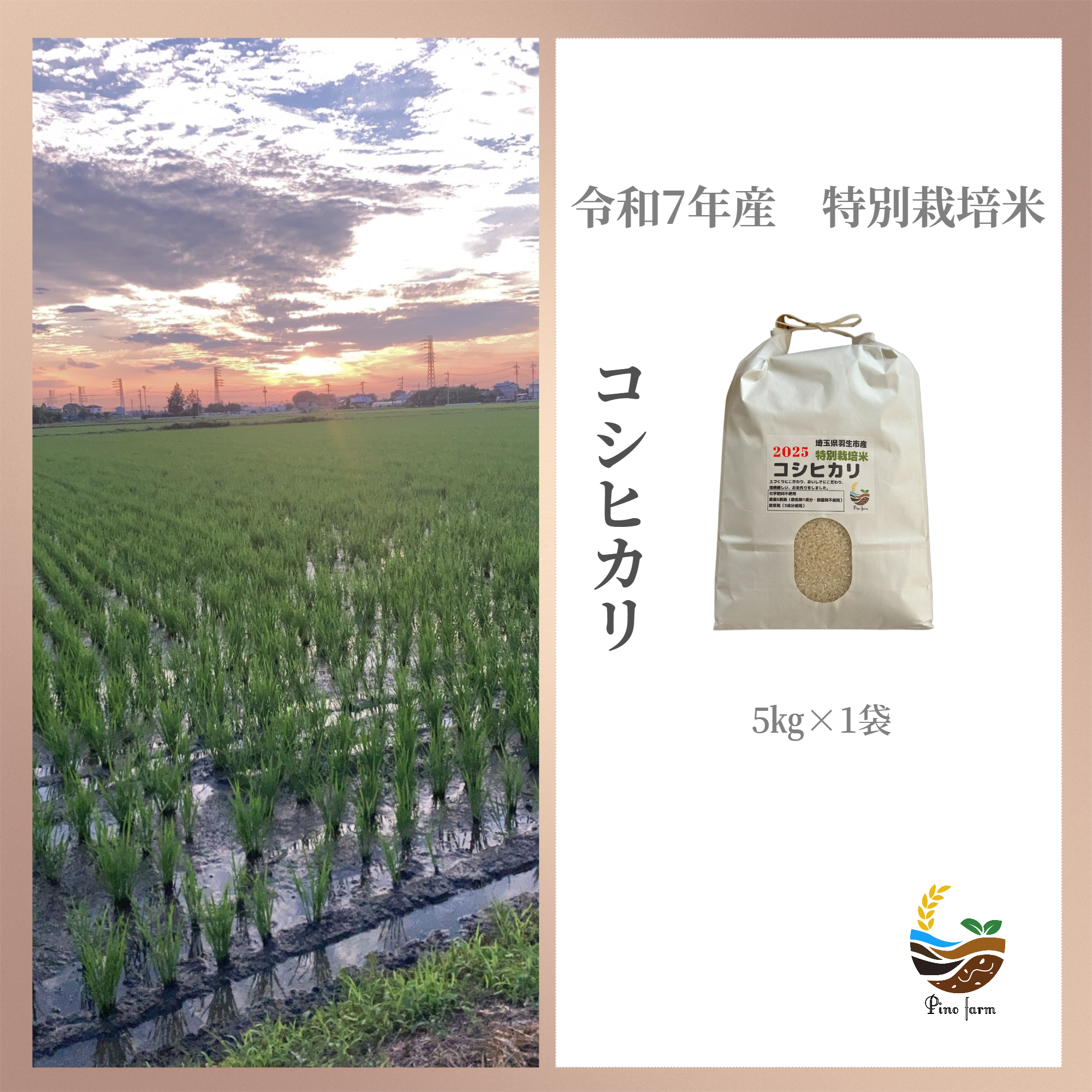 R7年産特別栽培米 コシヒカリ 5kg ｜ 米・穀物/米/精米 産直アウル 