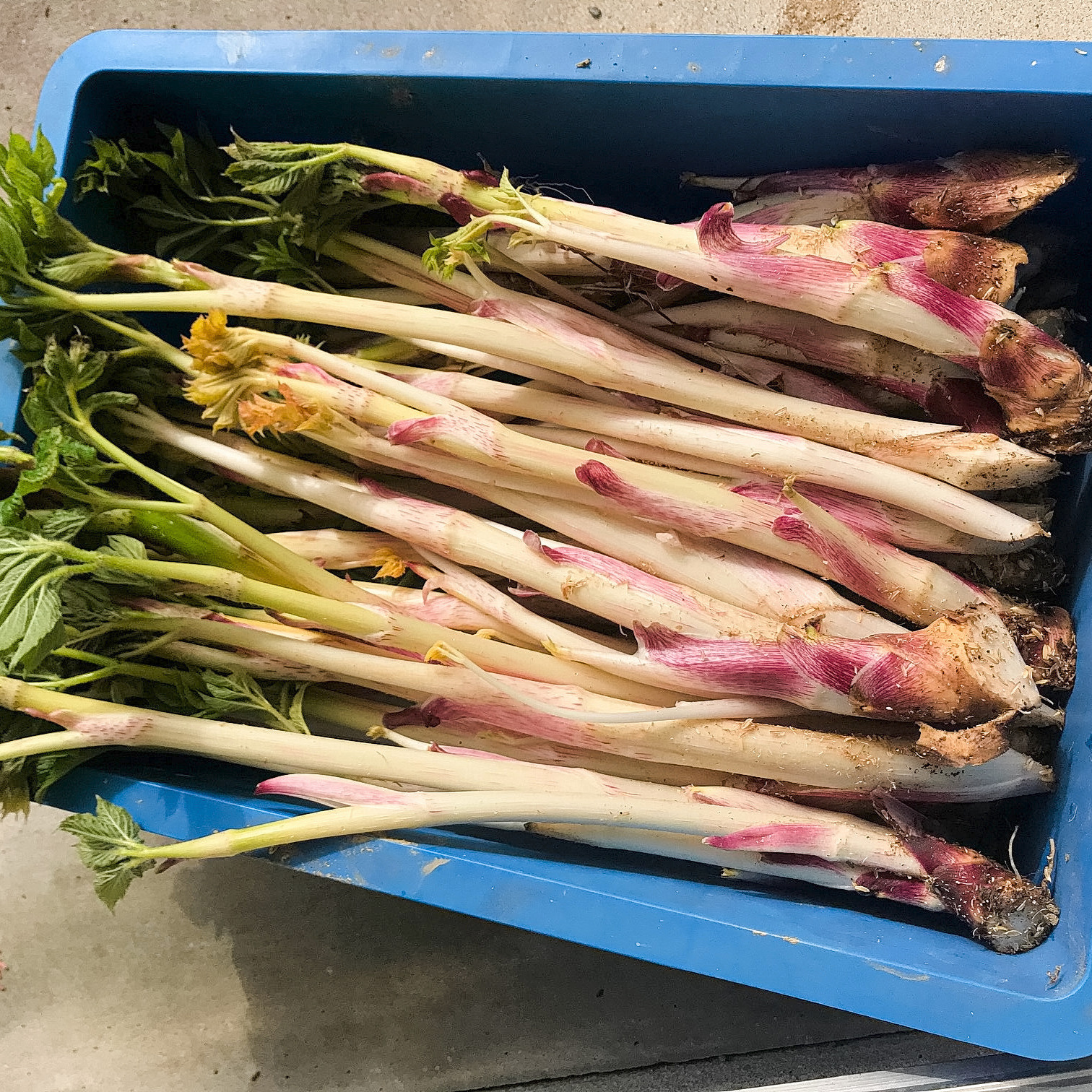 山うど 2kg ｜ 野菜/山菜 産直アウル 農家・漁師など生産者から直接