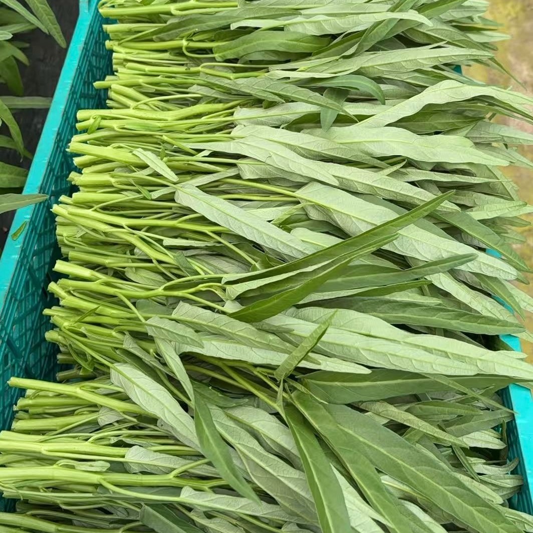 【水耕栽培】夏限定！シャキシャキ空心菜（エンサイ）2kg (250g*8) 水耕栽培】夏限定 シャキシャキ空心菜 エンサイ 2kg(250g*8) ｜ 野菜