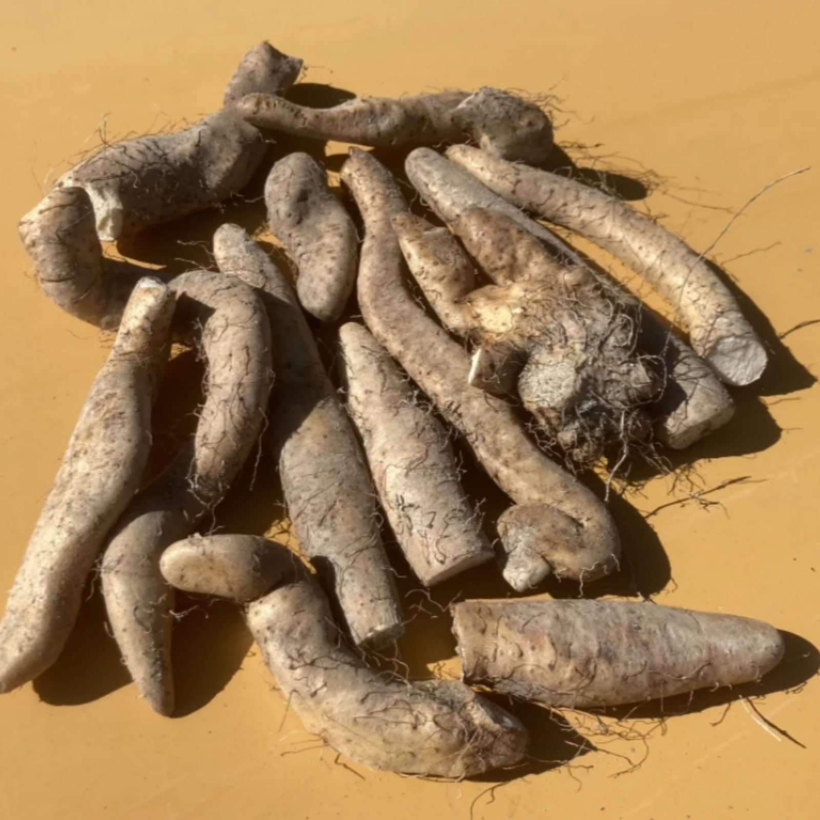 天然自然薯ーー2キロ