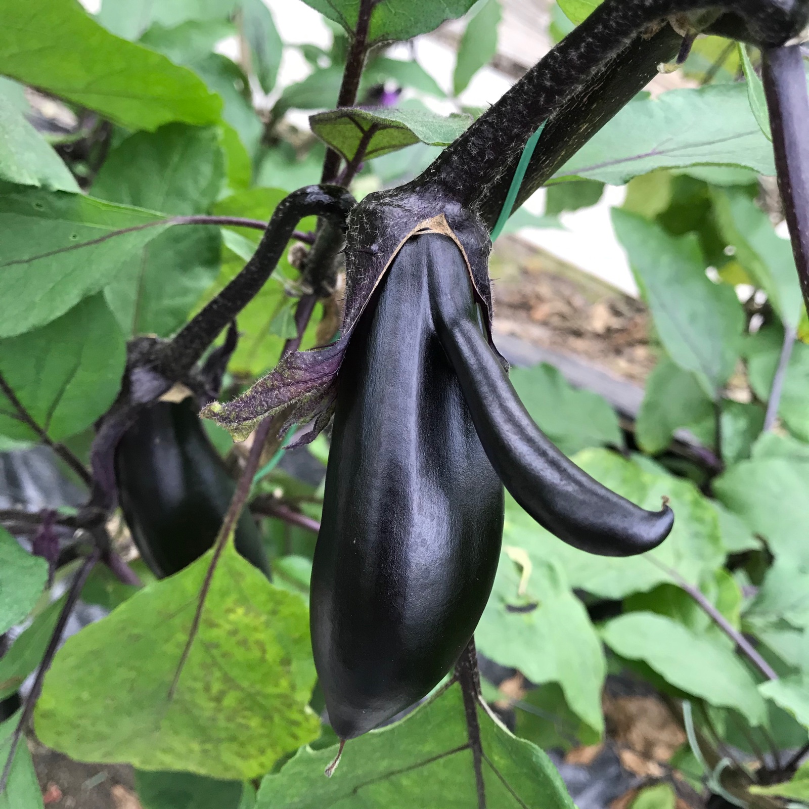 訳あり お多福野菜千両茄子 | 野菜/茄子 産直アウル 農家から直接野菜