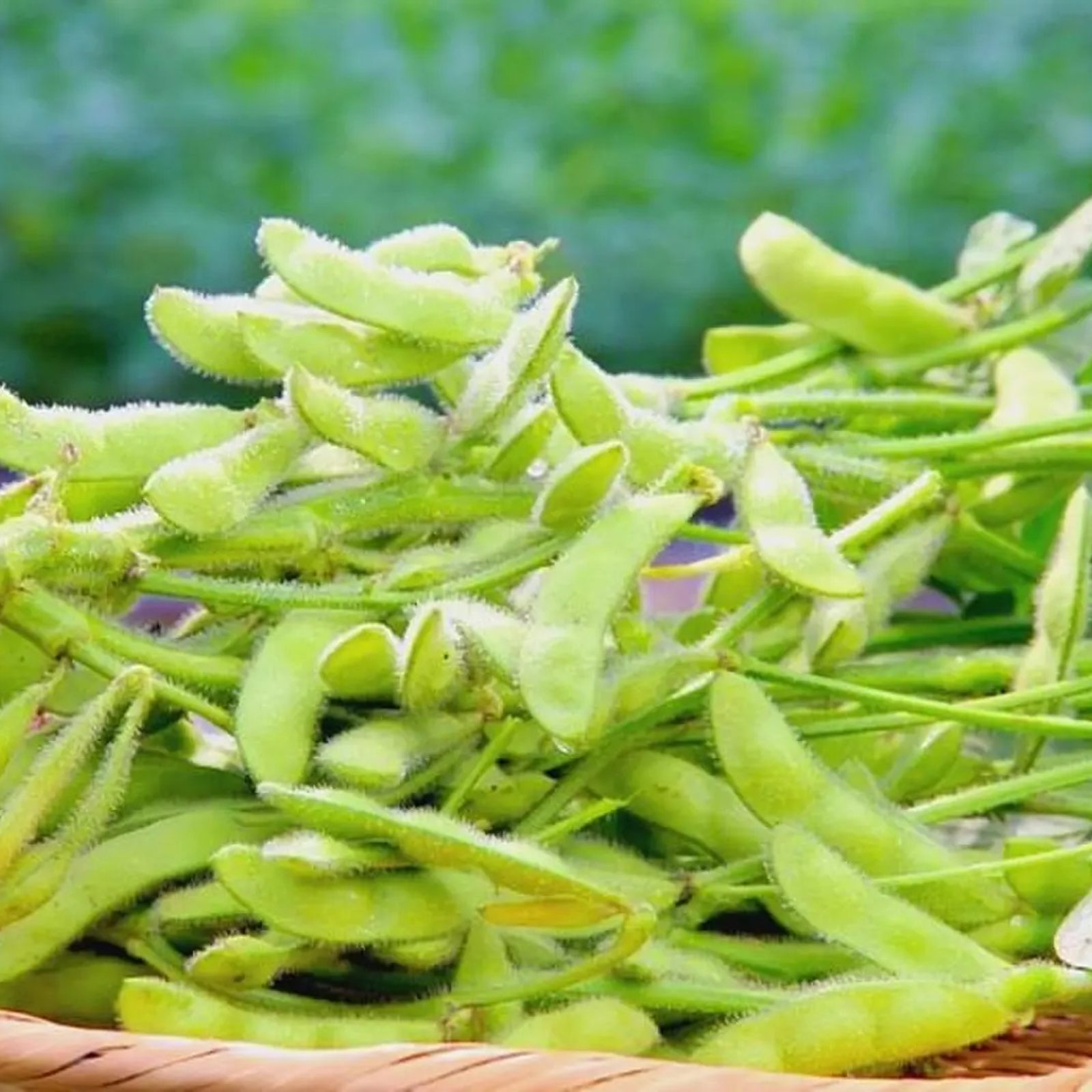 今が旬】甘くてほっくり♪旬の枝豆「湯あがり娘」房取り 2kg ｜ 野菜