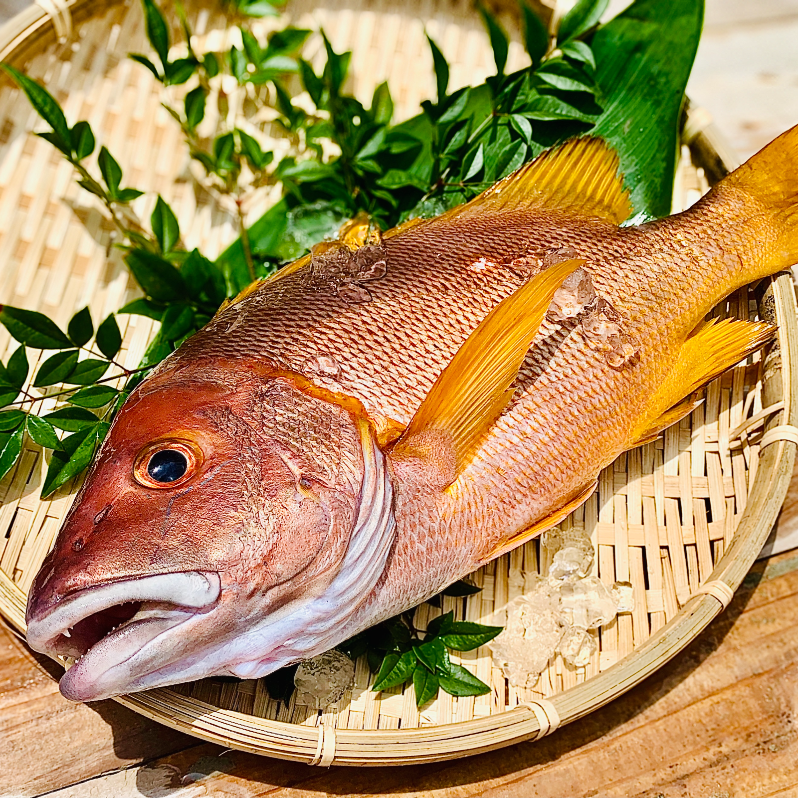 超高級魚シブダイ！ 1㎏～1.4㎏ ｜ 魚介類/その他魚介 産直アウル
