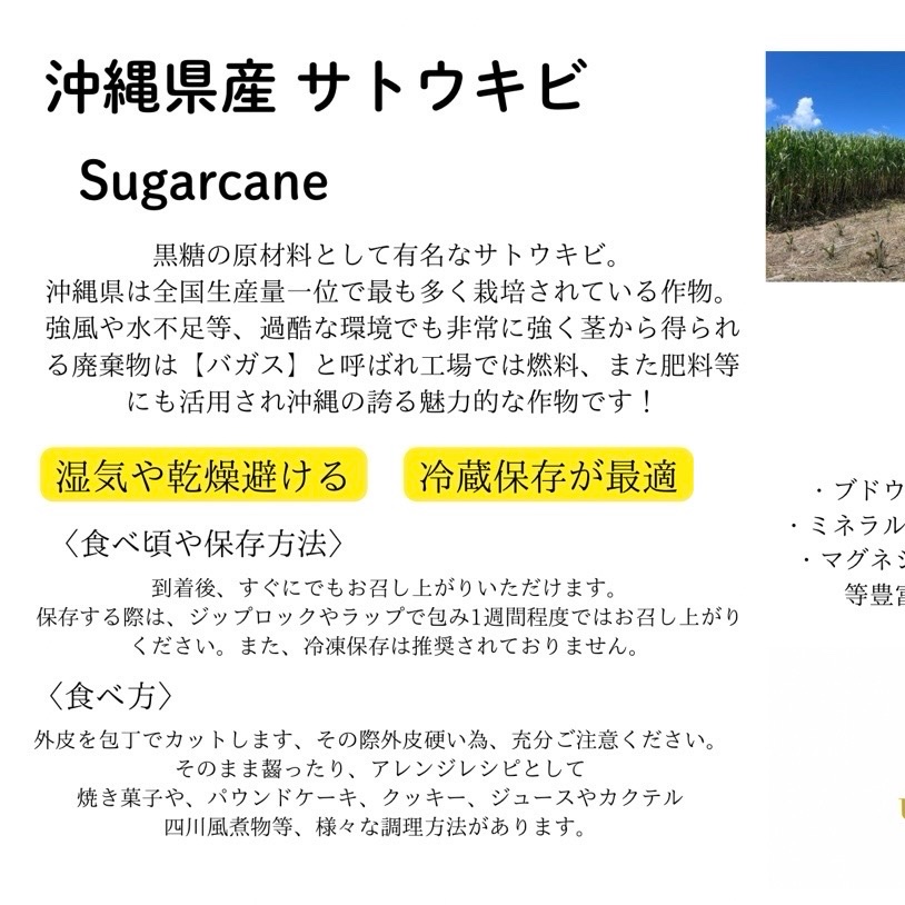 沖縄県産サトウキビ 5kg(50cm前後×30本前後) ｜ 野菜/その他野菜 産直