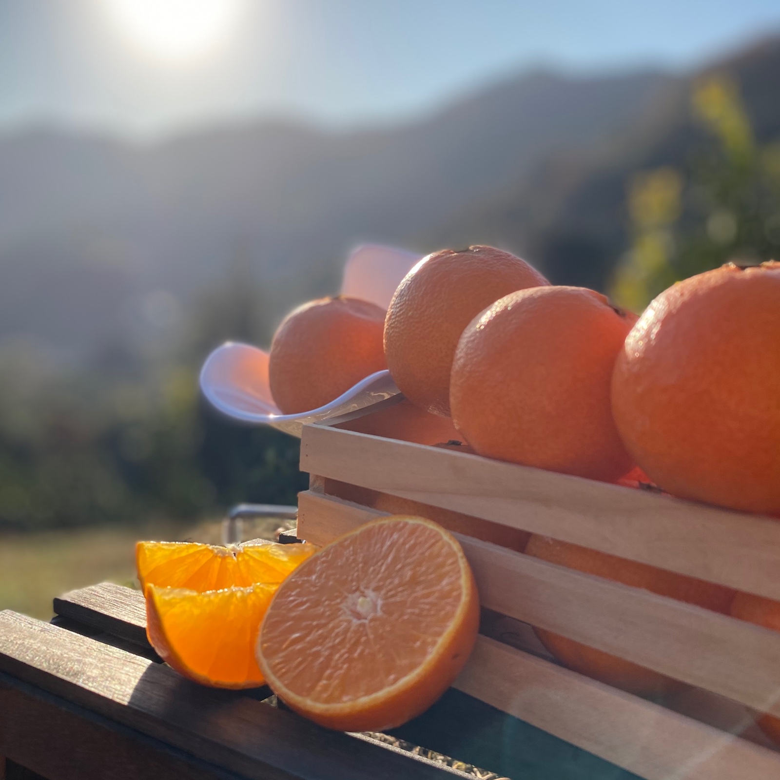 愛媛県限定柑橘】太陽と海のまどんな（小玉）《訳あり》5k | 果物