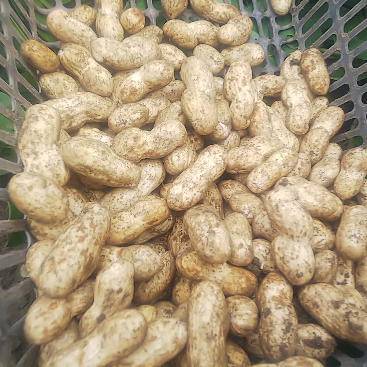 大きな生落花生 おおまさり | 野菜/豆類 産直アウル 農家から直接野菜