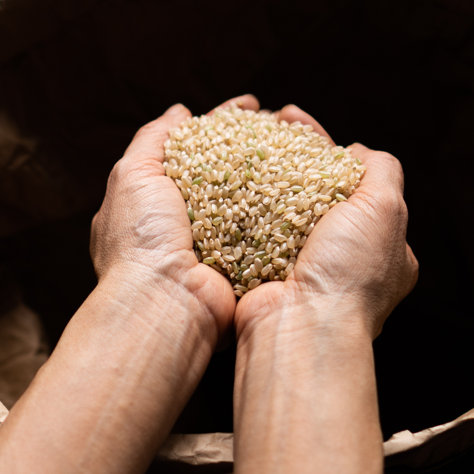 天日干し】無農薬・無化学肥料で育てたコシヒカリ玄米（10kg） | 米