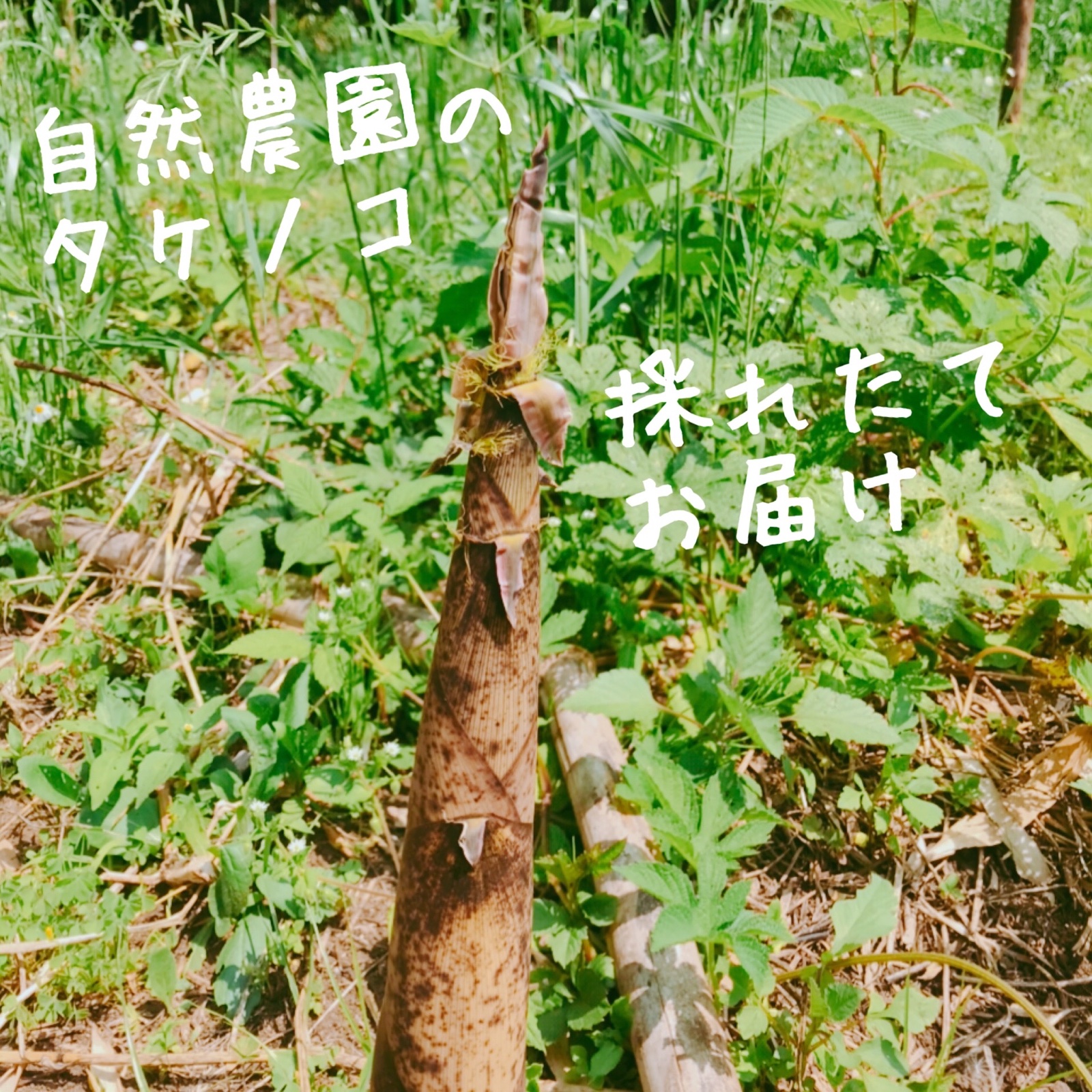 今が旬です！自然農園のタケノコ。 ｜ 野菜/その他野菜 産直アウル