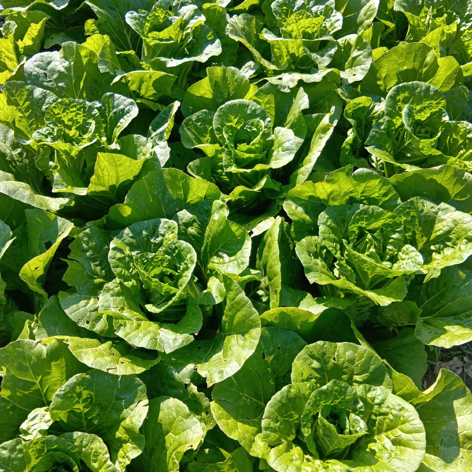 モリ様専用 白菜種セット 訳あり品モリ様専用 白菜種セット 訳 モリ様専用 白菜種セット 訳あり品モリ様専用 白菜種セット 訳