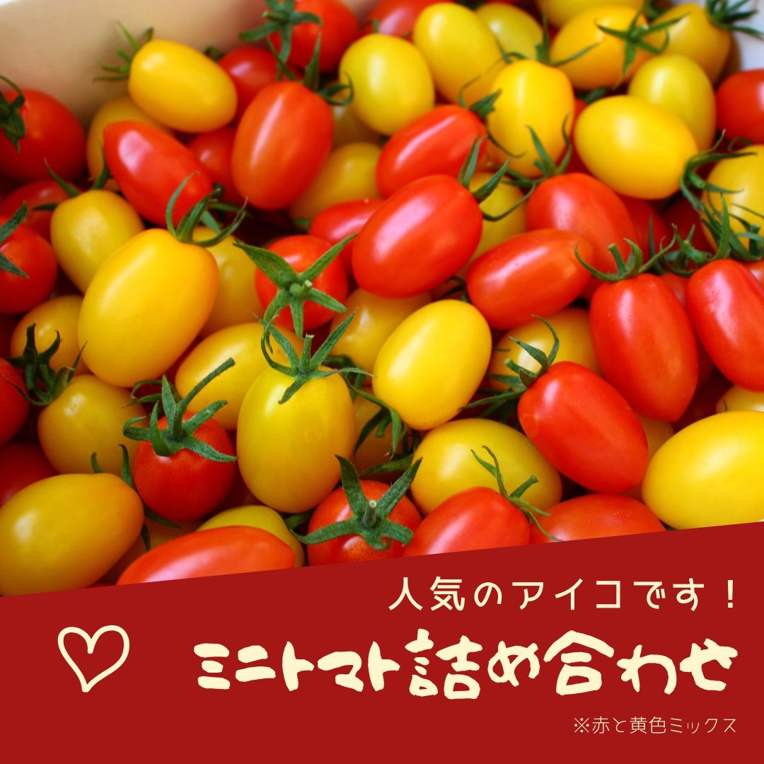 ミニトマトアイコ2キロ箱詰 ｜ 野菜/トマト 産直アウル 農家・漁師など