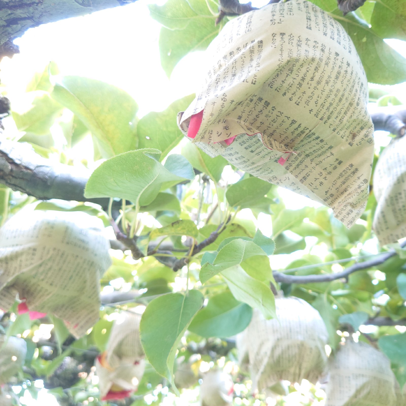 美味しい果汁たっぷり！新興梨 約3kg【程よいサイズ】 | 果物/梨 産直