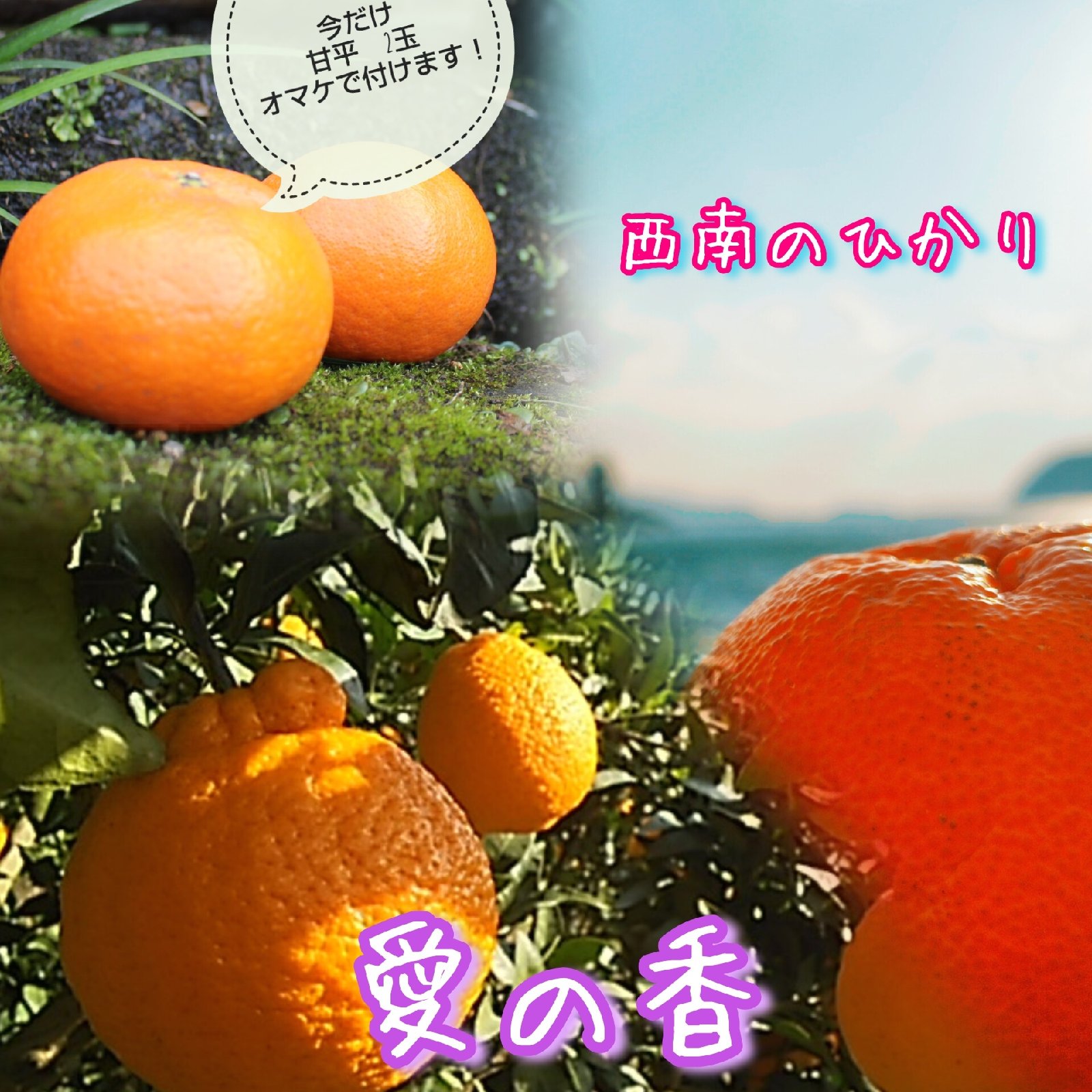 古物　いろいろ　譲ります 今旬の柑橘MIX 5kg箱 家庭用クラス ｜ 果物/その他柑橘類 産直アウル
