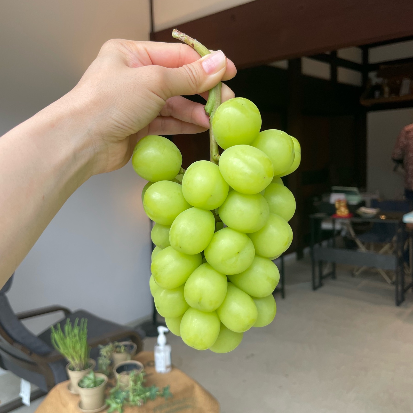 朝穫れ新鮮】シャインマスカット約1キロ 期間限定送料割引 ｜ 果物