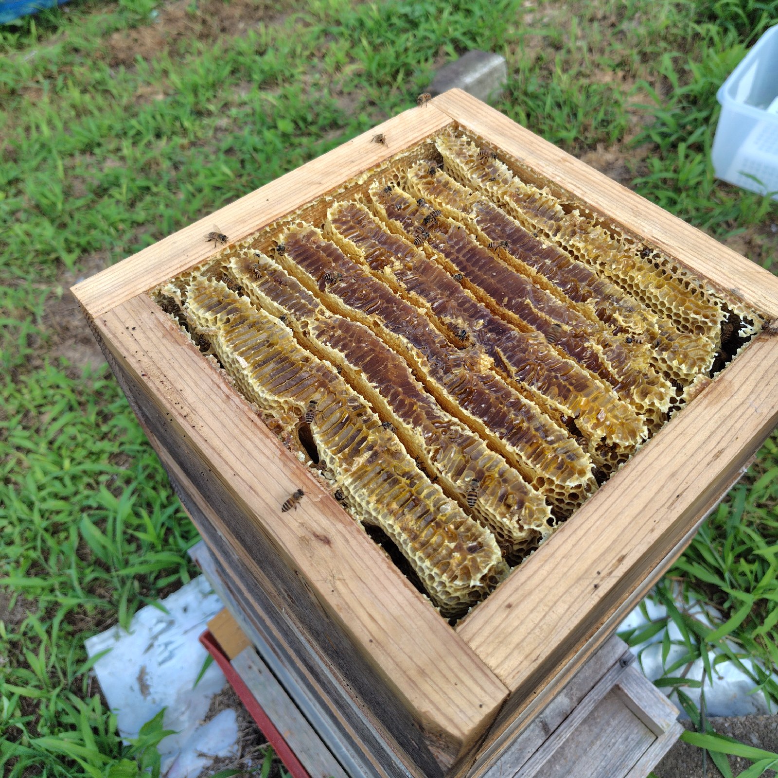 日本ミツバチ天然生蜂蜜 | はちみつ/はちみつ 産直アウル 農家から直接