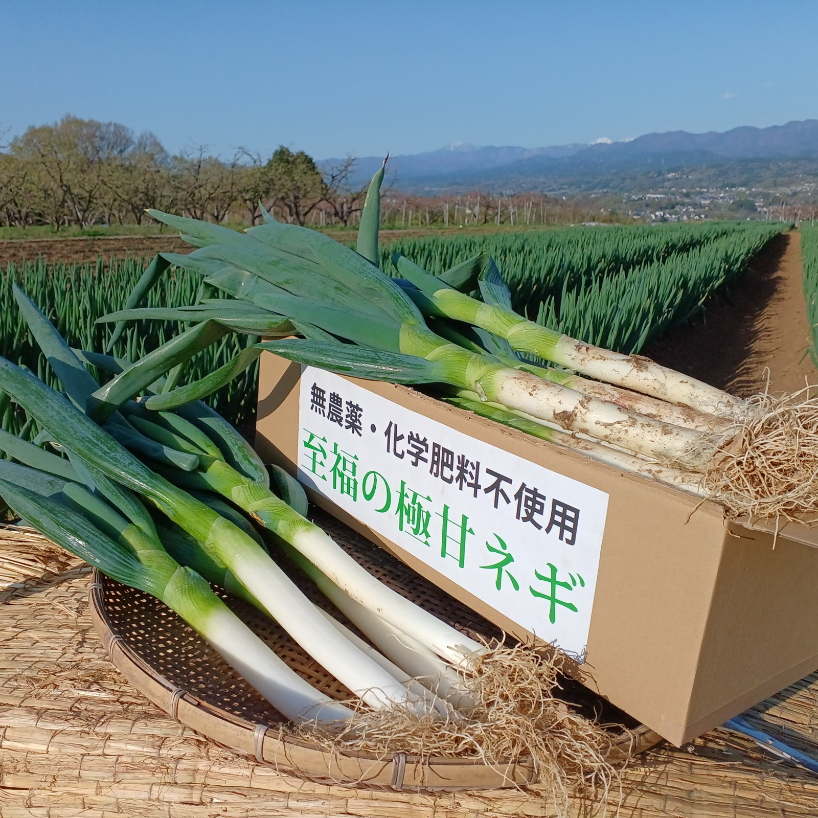 農家直送】期間限定やぐらねぎ無農薬、増えるネギ、自然栽培、家庭菜園