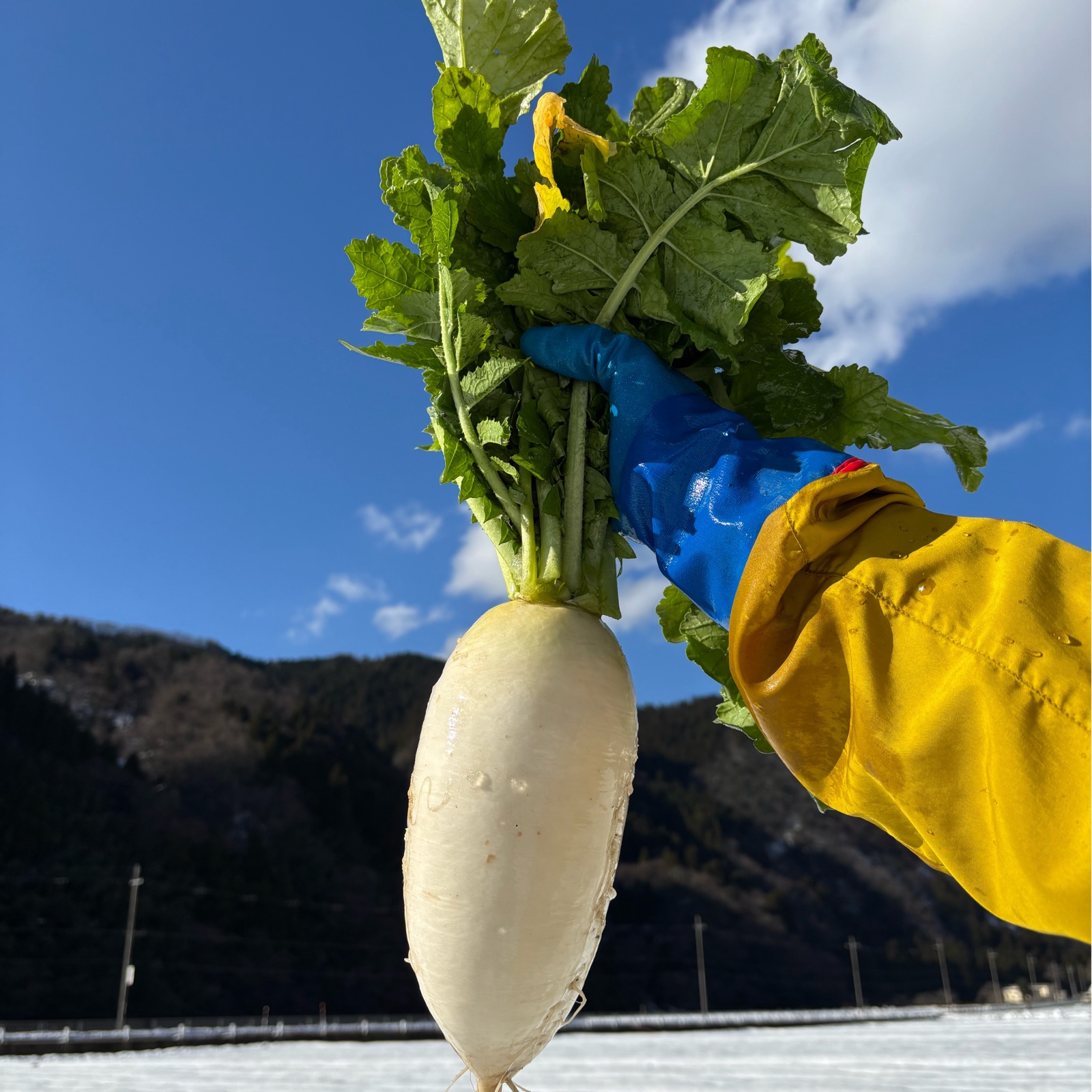 味グルメ大根3本】「銀世界で熟成された、芯まで甘い冬の逸品