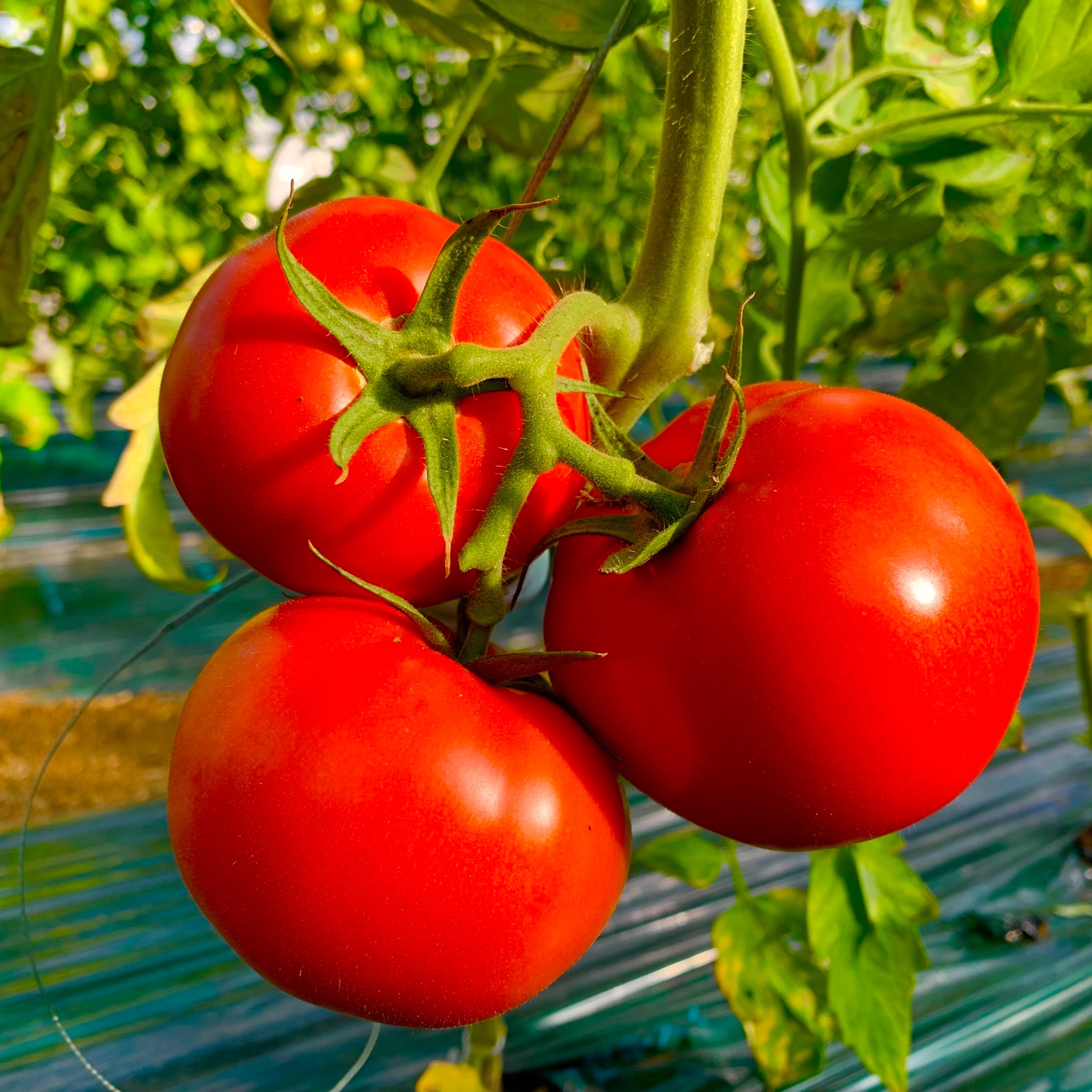 ecf11455a09cf2dc95dbac9e9c1aa6