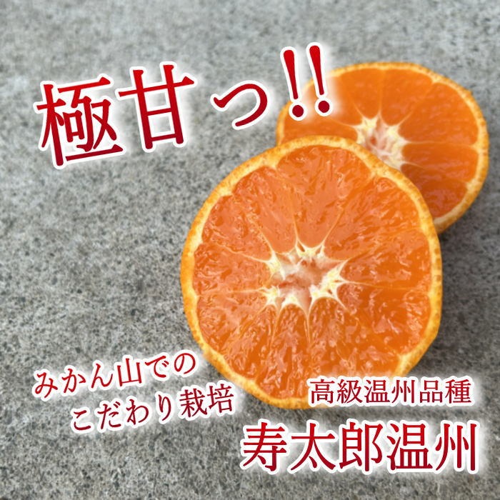 晩生みかんの旨さたっぷり！超熟みかん「熟太郎（じゅくたろう）」お