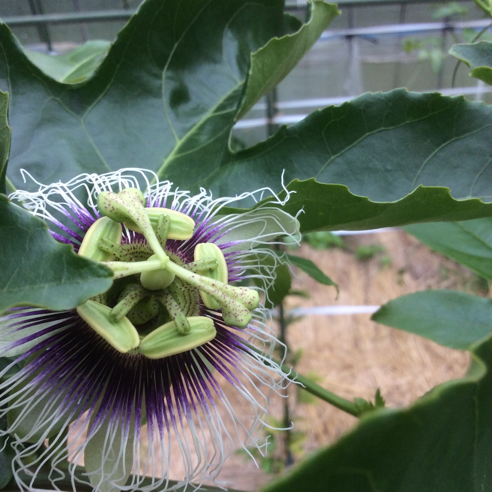 有機JAS 種子島のパッションフルーツ1.5kg | 果物/パッションフルーツ