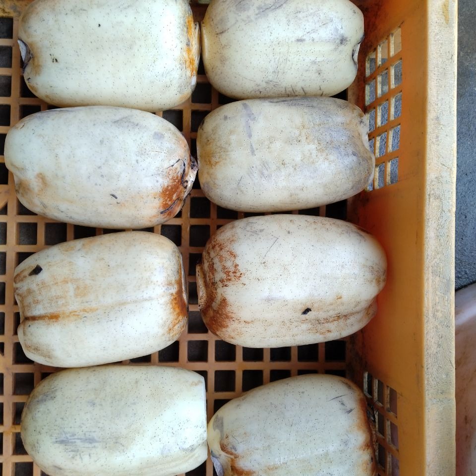 秋冬 節毎 れんこん 8キロ ♯蓮根 ♯レンコン | 野菜/蓮根 産直アウル