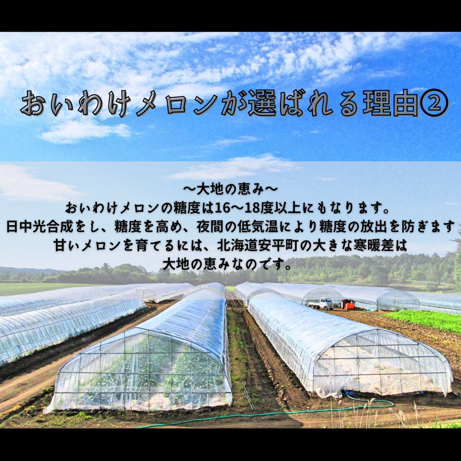 ギフト専門農家から【北海道メロン】 大箱 8キロ ｜ 果物/メロン 産直