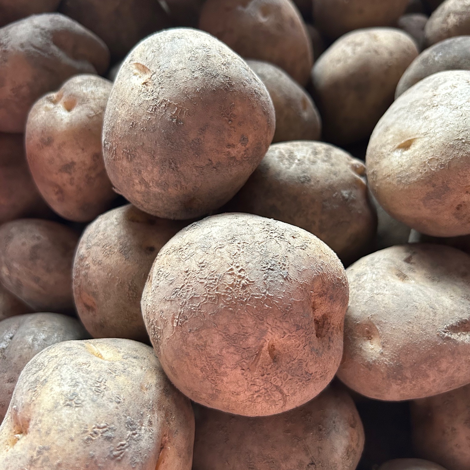 北海道産【LMサイズ】ホクホクのキタアカリ 5k | 野菜/じゃがいも 産直