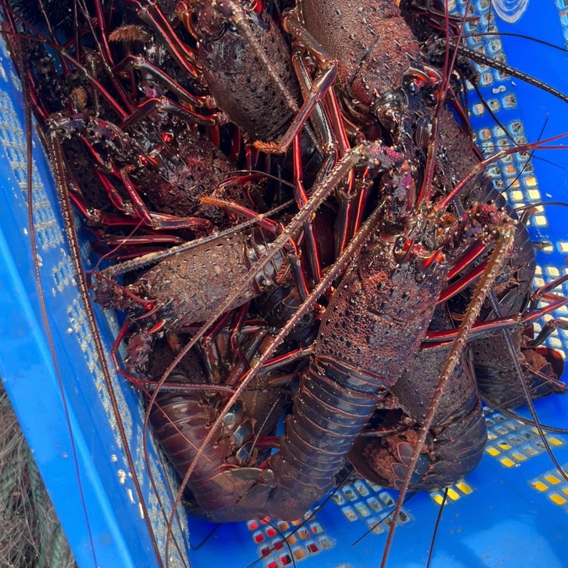 宮城県三陸産 氷締め冷凍品 イセエビ 小サイズ 1kg（1kgあたり6〜8尾
