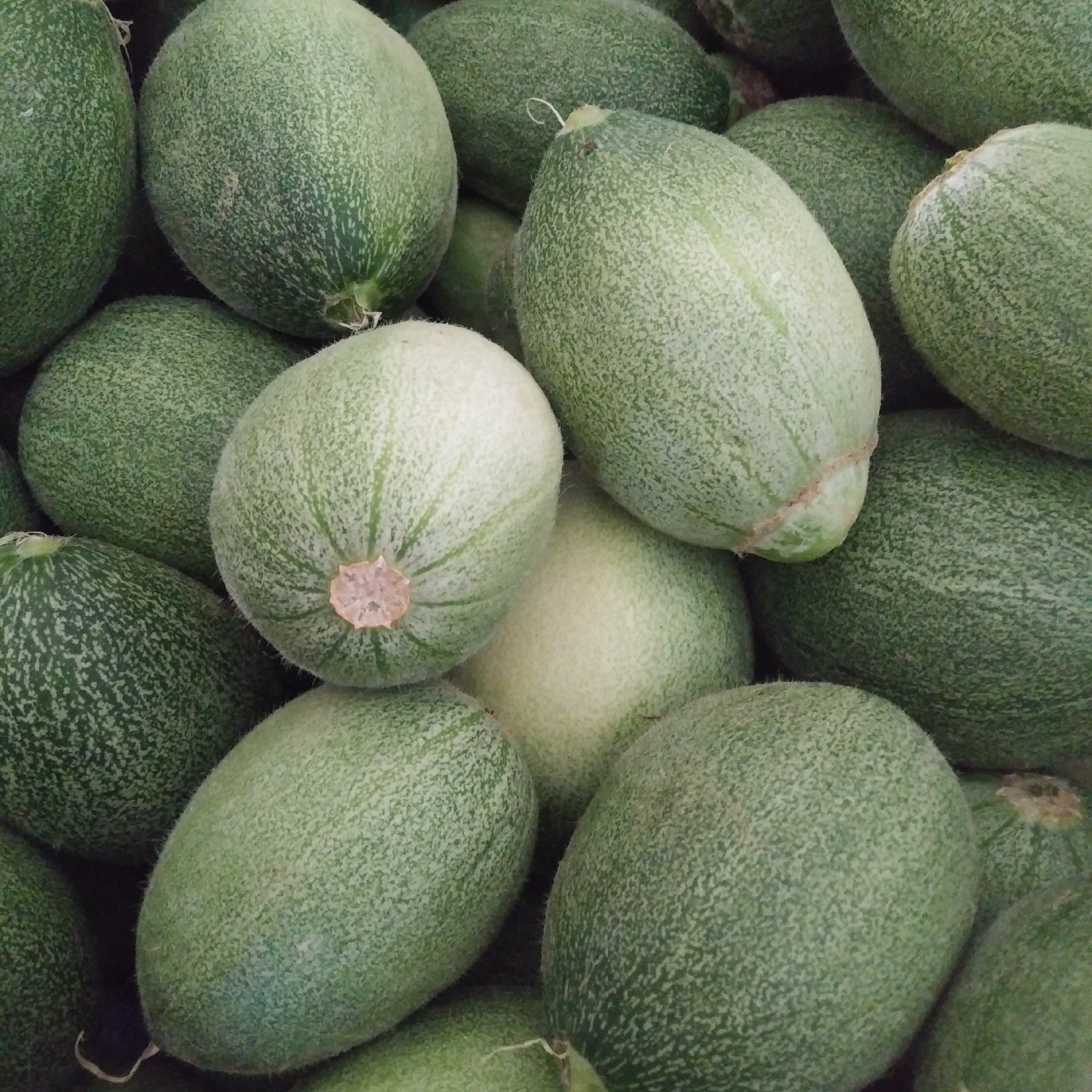 熊本県産 摘果メロン 子メロン タカミ 野菜 その他野菜 Owl アウル 農家から直接野菜などの食材を購入できる産地直送の宅配通販サイト