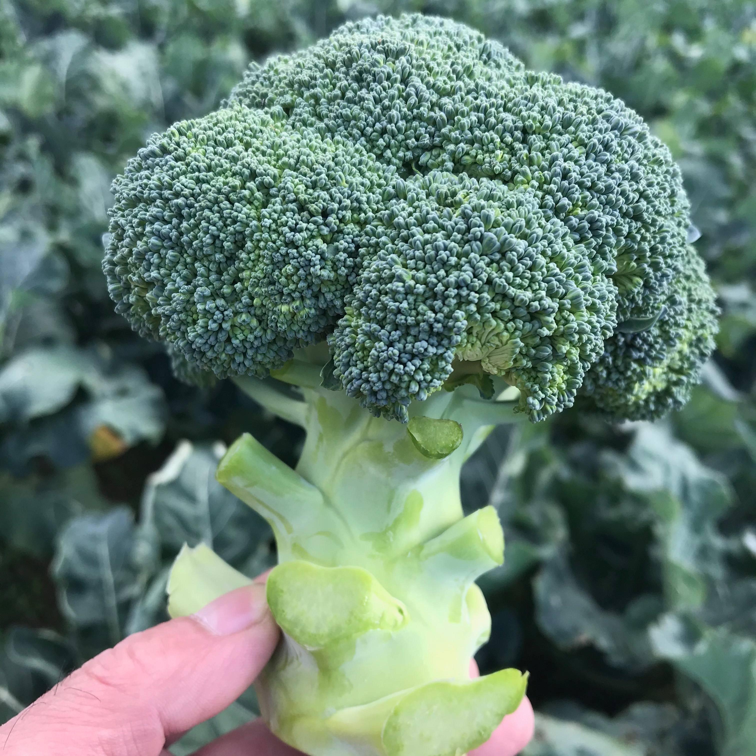 朝採り新鮮ブロッコリー 6個 ｜ 野菜/ブロッコリー 産直アウル 農家