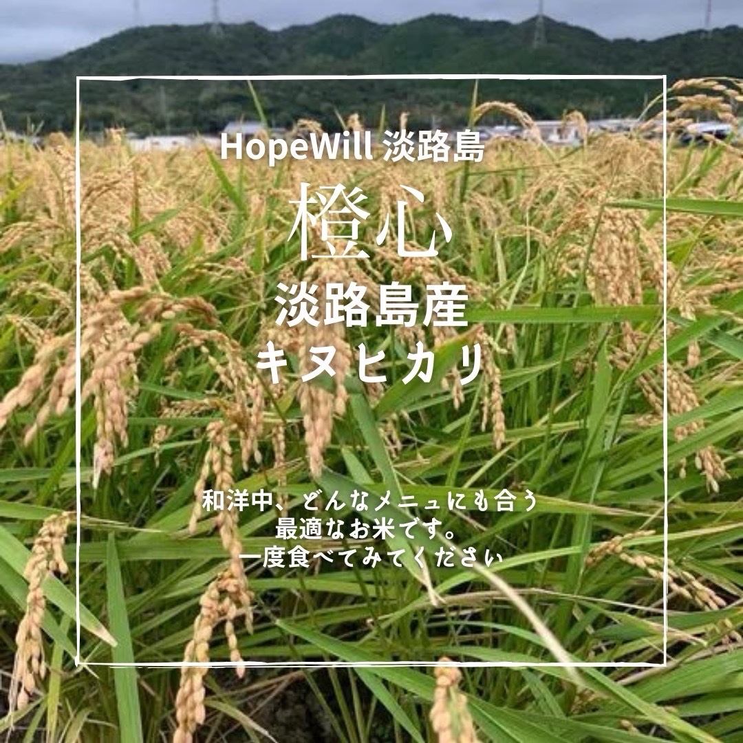 お米　淡路島産キヌヒカリ　20kg キヌヒカリ玄米20kg🌾橙心🌾令和7年度産🌾淡路島からの新米キヌヒカリ
