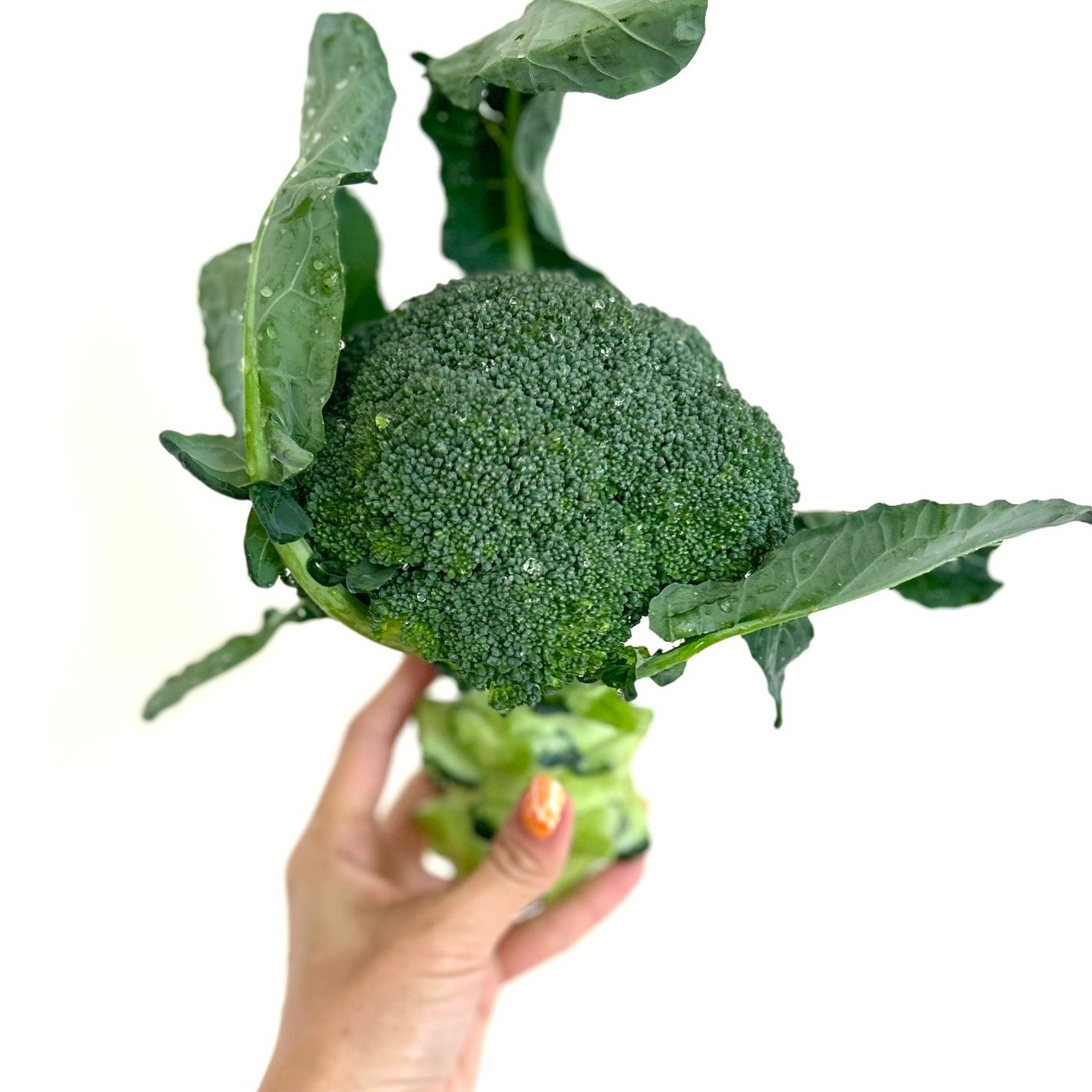 6個口 ワソッコリー 和想のブロッコリー 野菜 ブロッコリー 産直アウル 農家から直接野菜などの食材を購入できる産地直送の宅配通販サイト