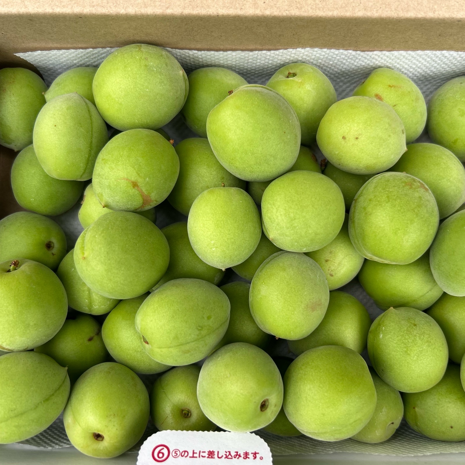 採れたて青梅10k g 採れたて 青梅 ｜ 果物/青梅 産直アウル 農家・漁師など生産者から直接