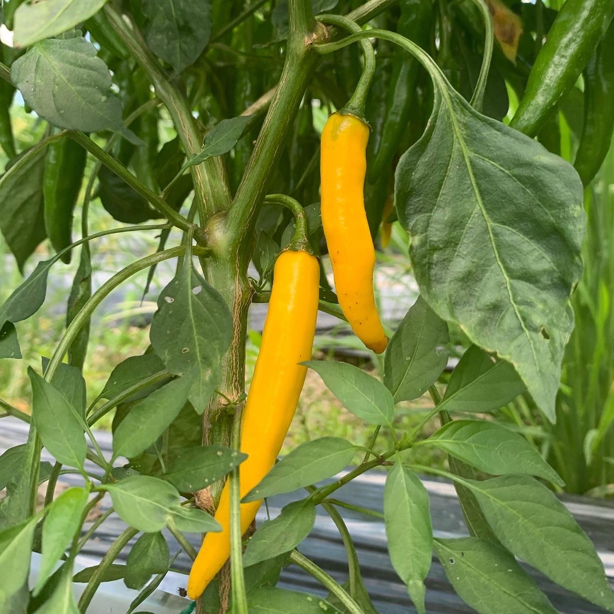 宮崎産 金の唐辛子50g フレッシュ 黄金 収穫後農園から直送 | 野菜