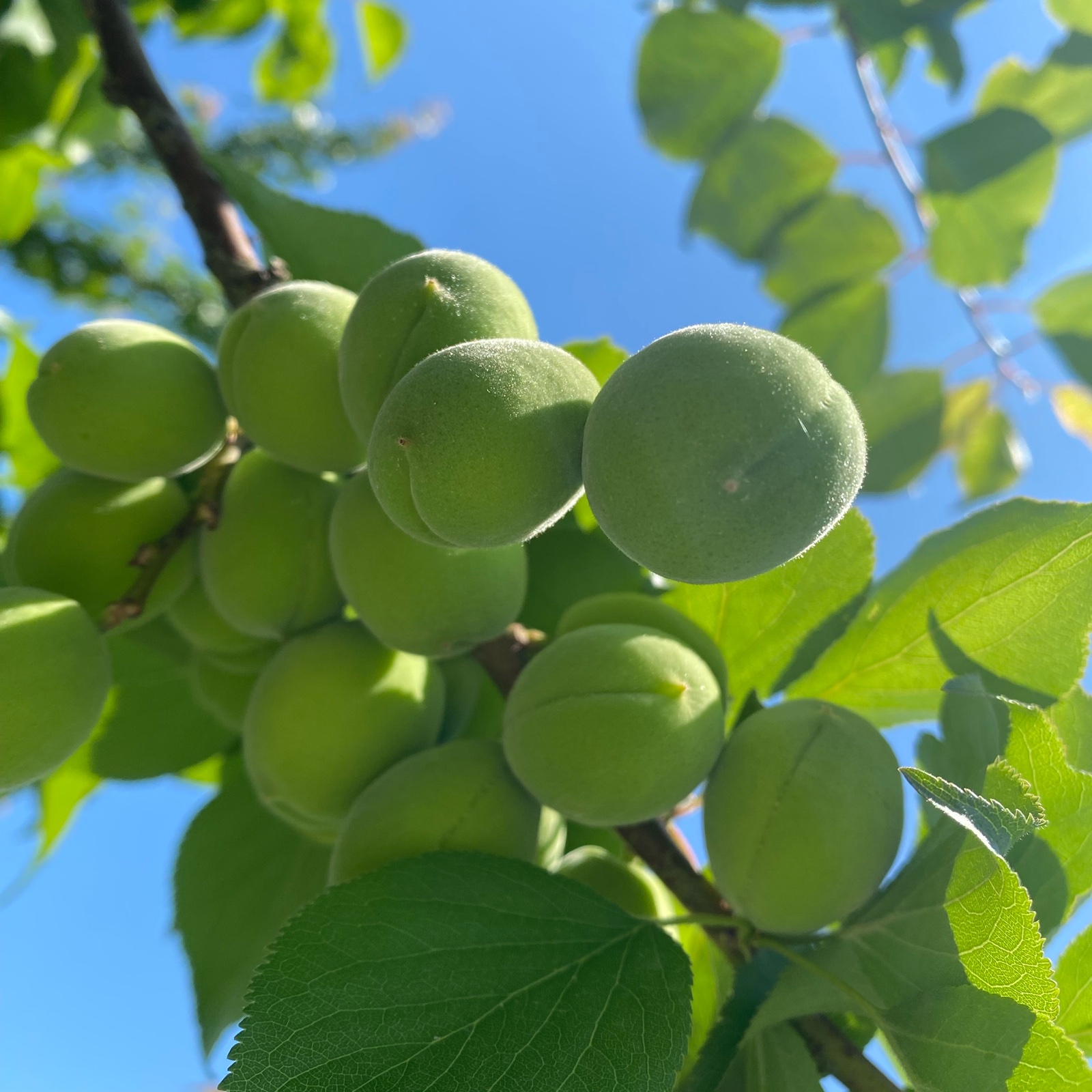 山形県産青梅♡白加賀梅♡1.2キロお試しサイズ♡ ｜ 果物/青梅 産直