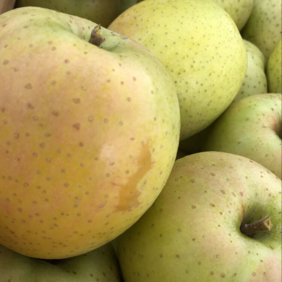 香り高いりんごの王様 木村農園謹製 王林3kg りんご約9個前後 | 果物