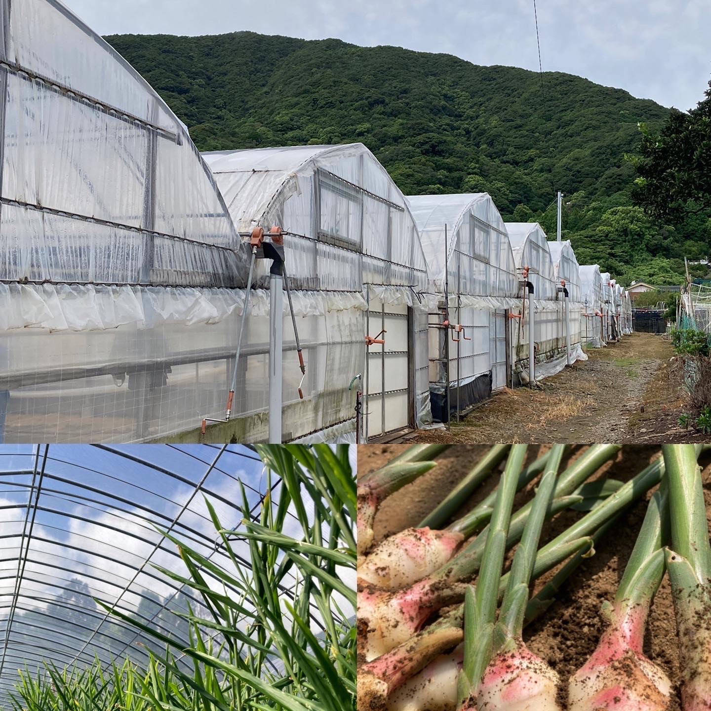 高知県産 朝採り新生姜3キロ 訳あり ｜ 野菜/薬味 産直アウル 農家