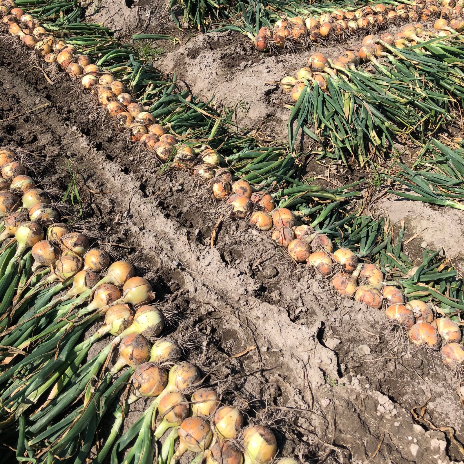 淡路島産玉ねぎ 10kg 北海道・沖縄・離島への配送不可商品 | 野菜