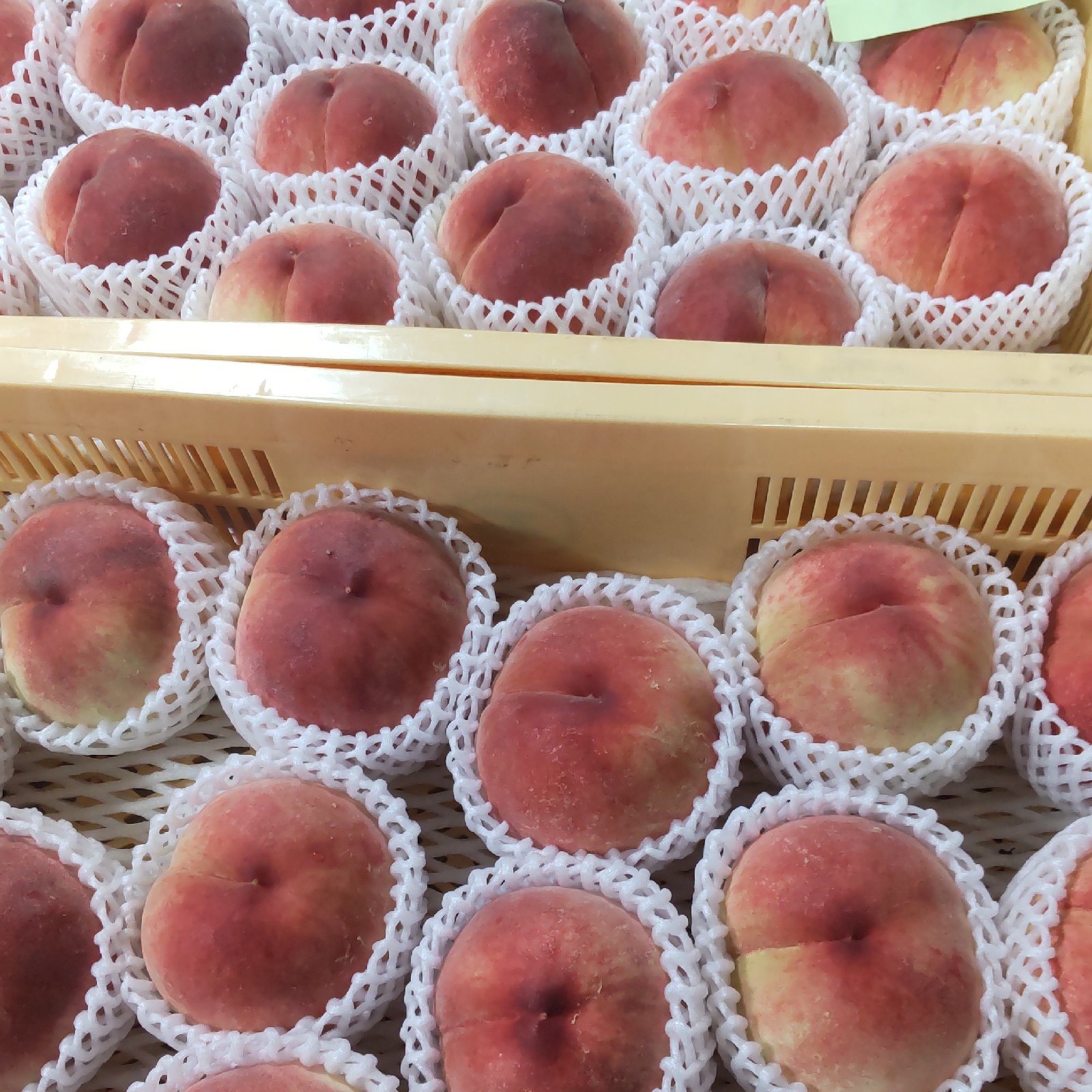 旬祭限定】山梨県産 日川白鳳 家庭用 2キロ箱使用(正味1.3kg以上