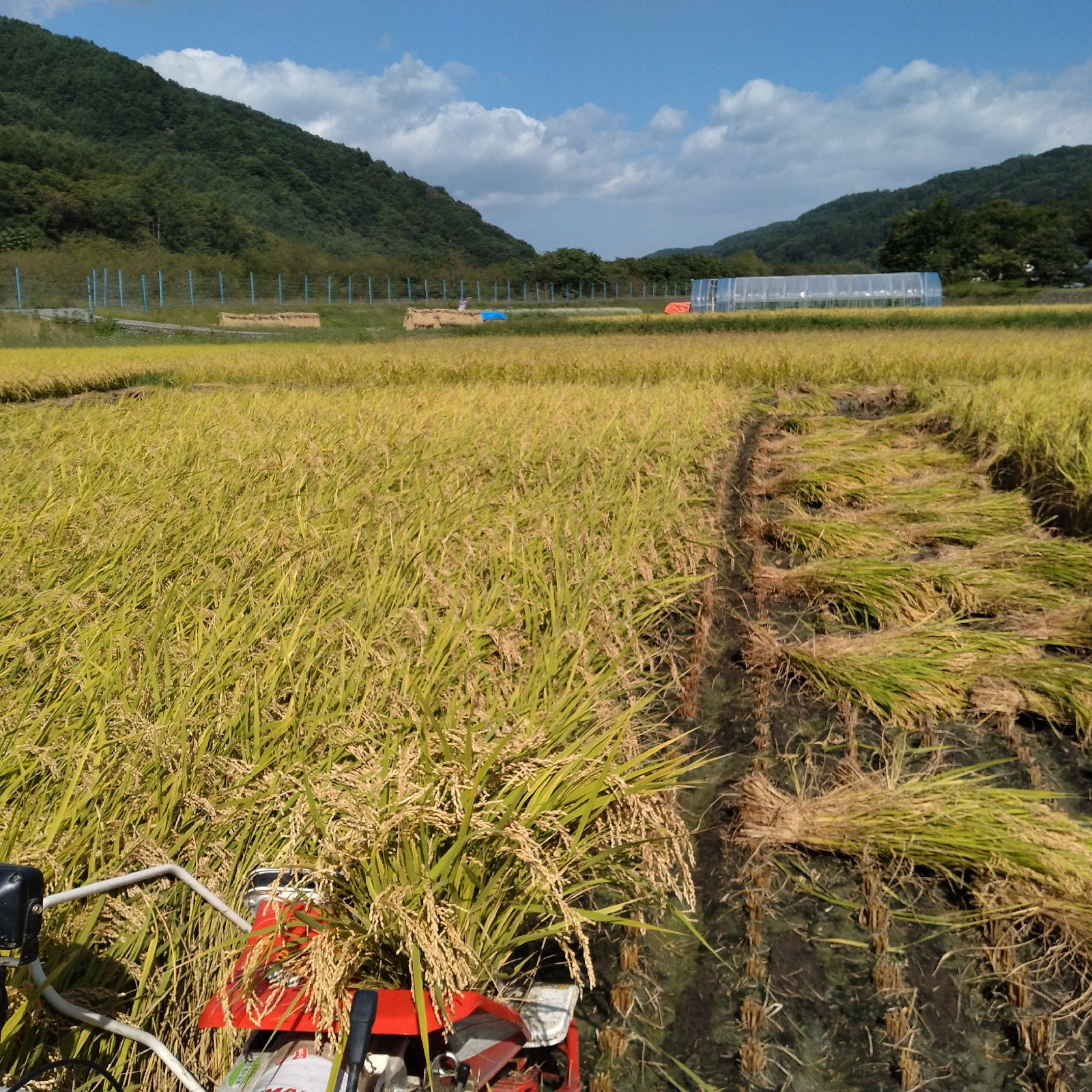 古米・訳あり】長野県富士見町蔦木産コシヒカリ10kg（令和7年産