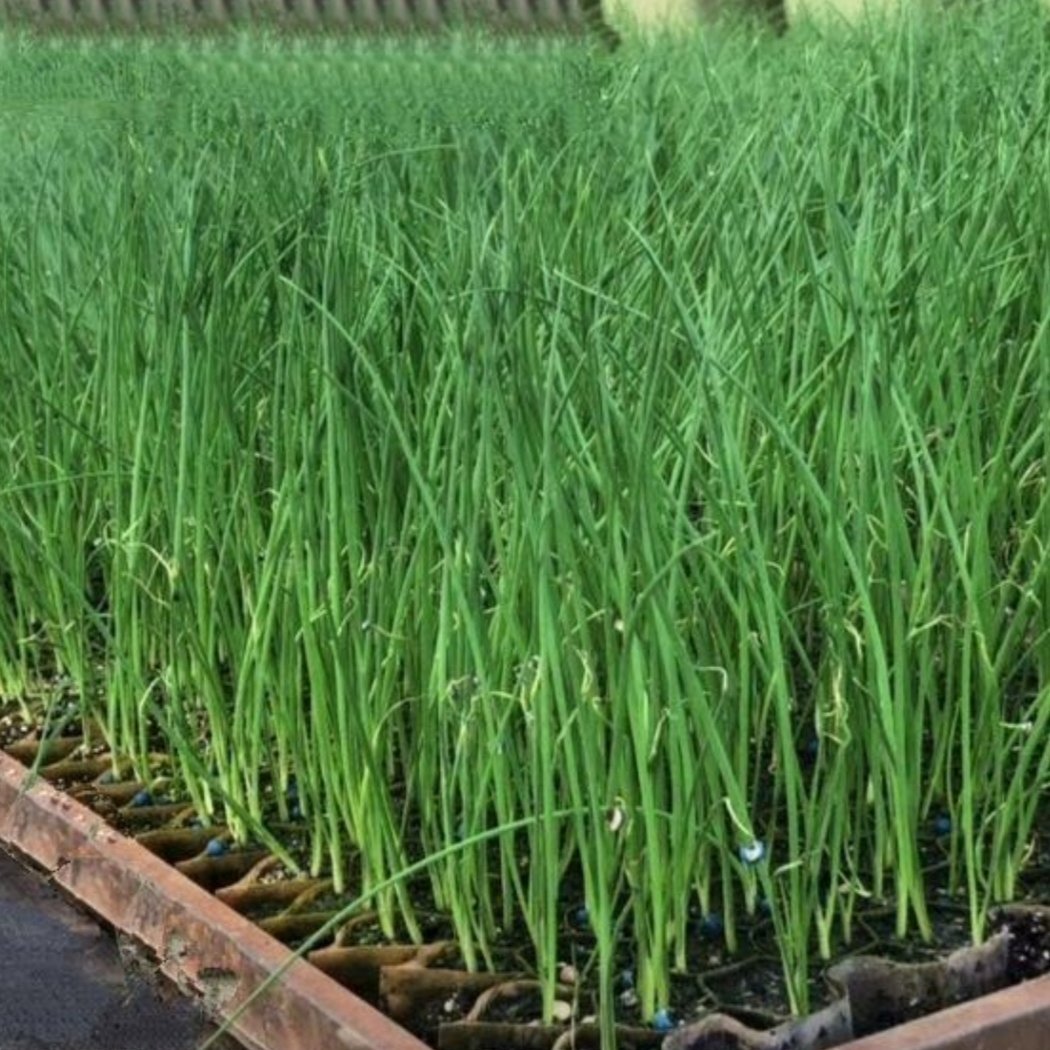 予約点限定 ネギ苗500本育苗箱付き その他 花 植物 産直アウル Owl 農家から直接野菜などの食材を購入できる産地直送の宅配通販サイト