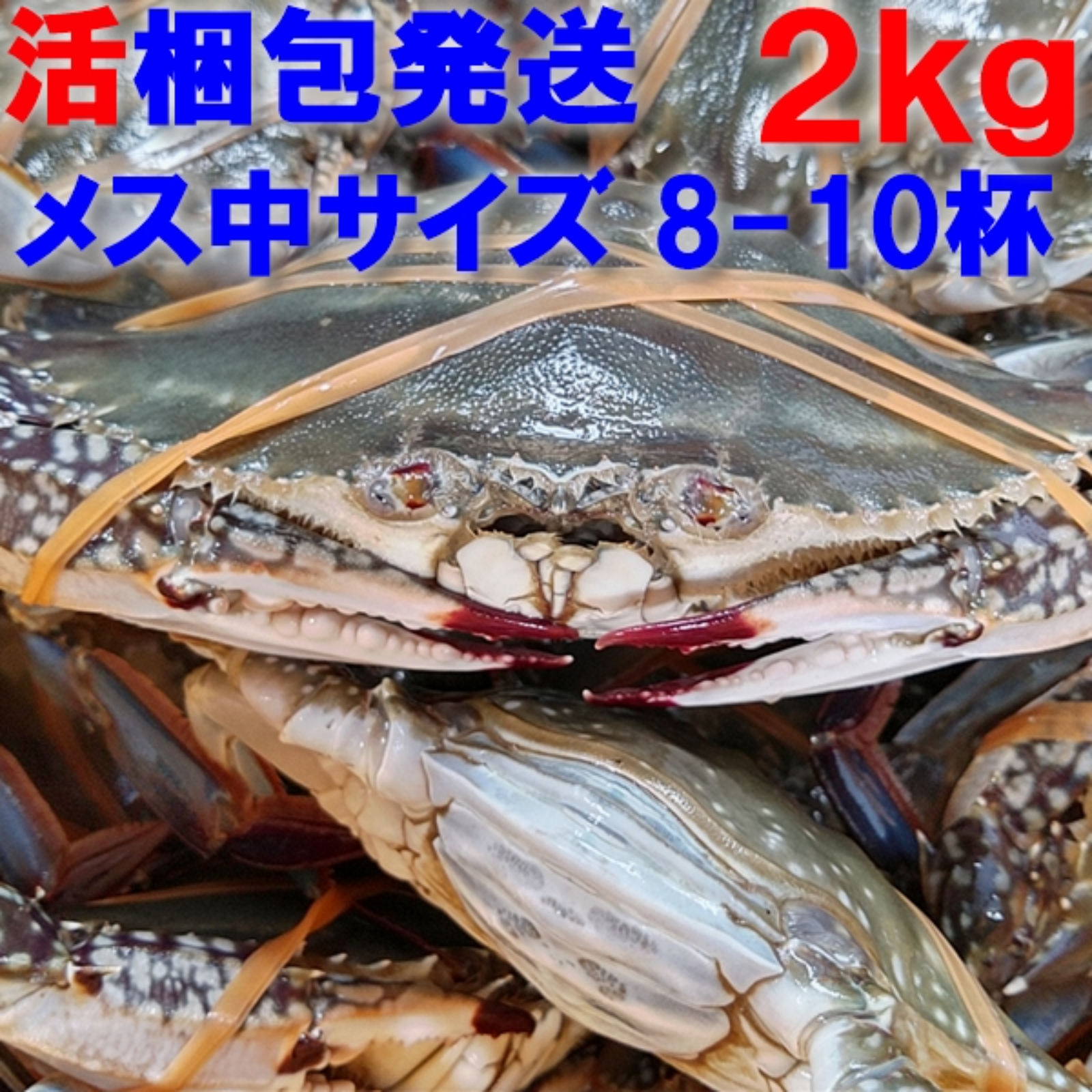 ワタリガニ メス中サイズ2kg8-10杯くらいです。 渡り蟹 ガザミ
