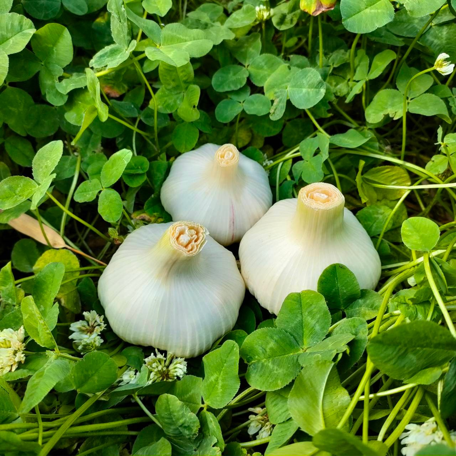 採れたて！今季初！新にんにく 1kg 埼玉県加須市産 遠藤農園 | 野菜