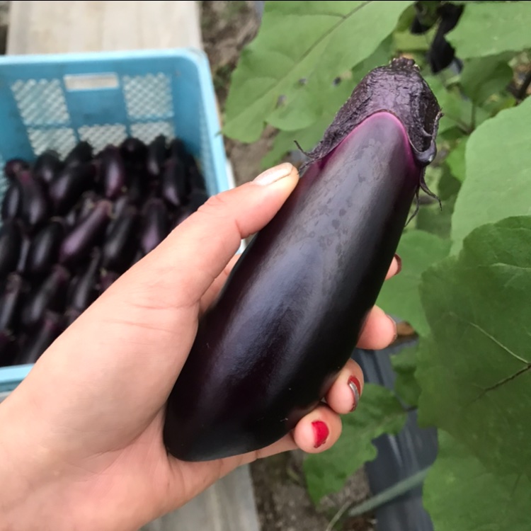 お試し🍆お多福野菜千両茄子 ｜ 野菜/茄子 産直アウル 農家・漁師など