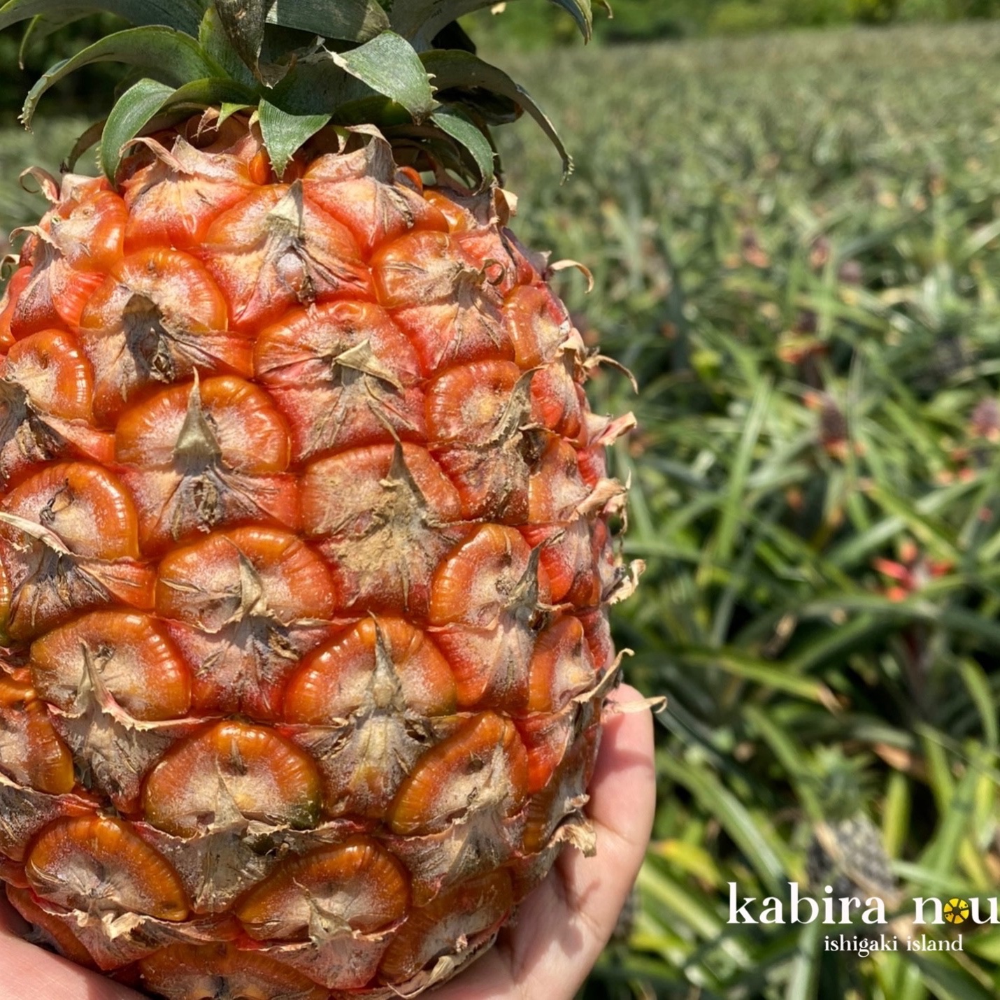 味に自信あり】ジューシーでピーチのような香り【石垣島産】ピーチ